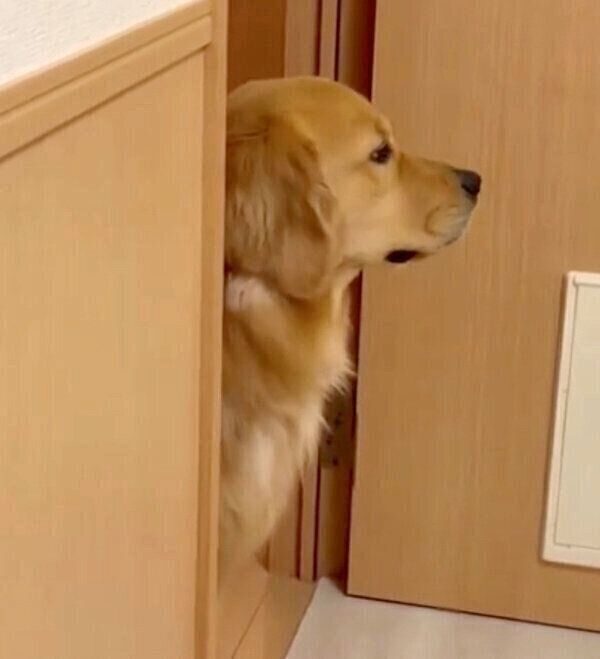 「まだお仕事終わらないのー」と圧をかけるのあちゃん