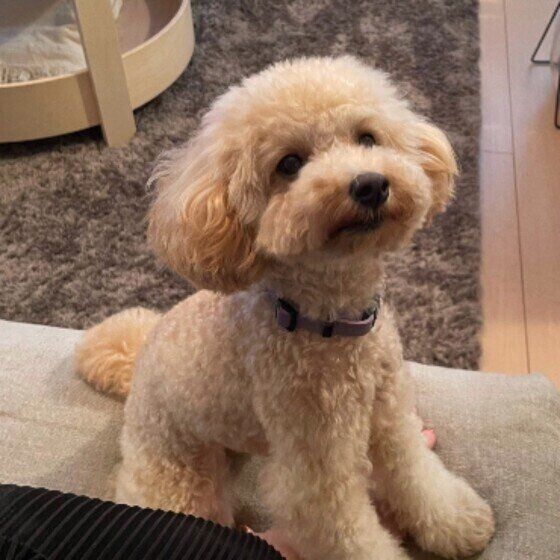 見つめるトイ・プードル