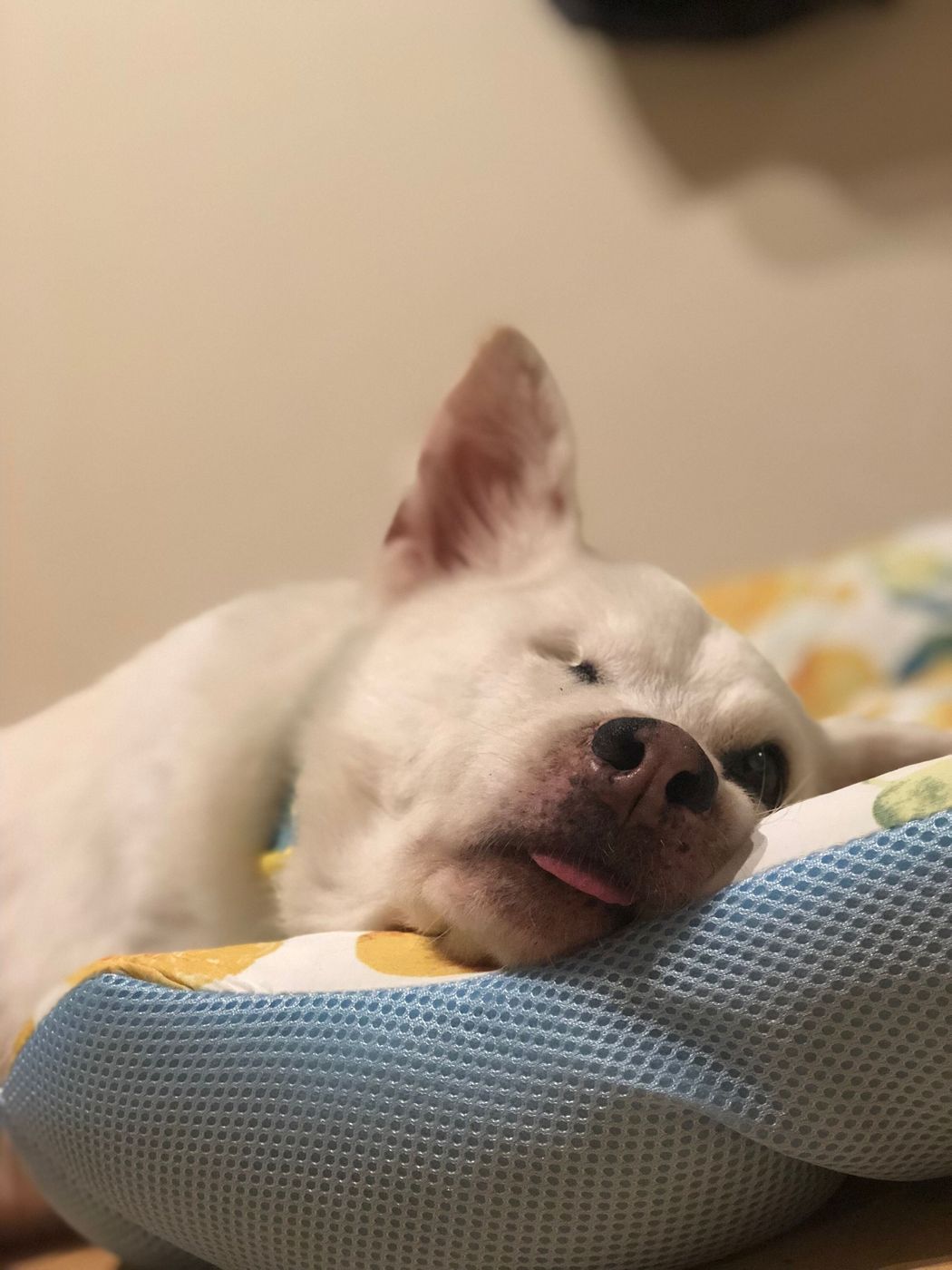 半目で眠るシロさんの可愛さにノックアウト そっと添い寝してみたら 連載 おばあちゃん犬がやってきた 第73回 いぬのきもちweb Magazine 半目で眠るシロさんの可愛さにノックアウト そっと添い寝してみたら 連載 おばあちゃん犬がやってきた 第73回 いぬのきもちweb Magazine