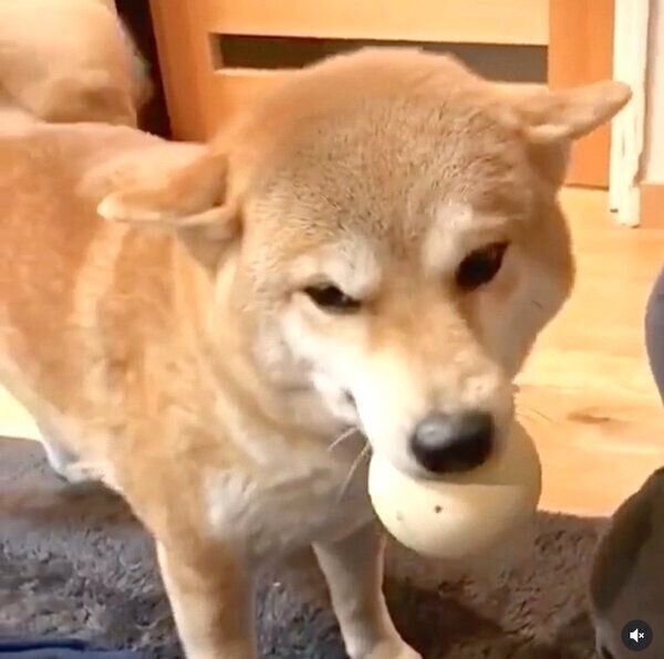 ボールが好きなユクちゃん