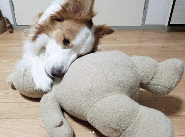 ぬいぐるみとボーダー・コリー