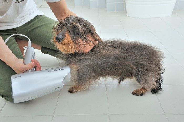 ドライされる犬