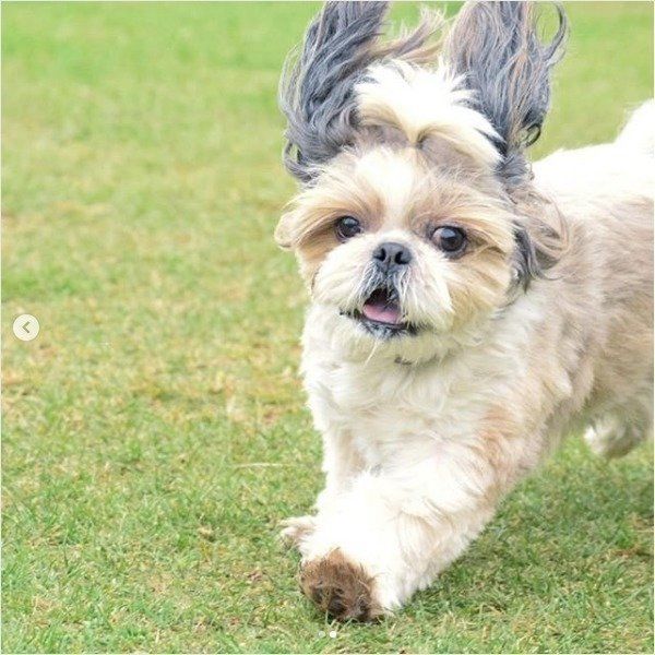 お散歩するシー・ズー