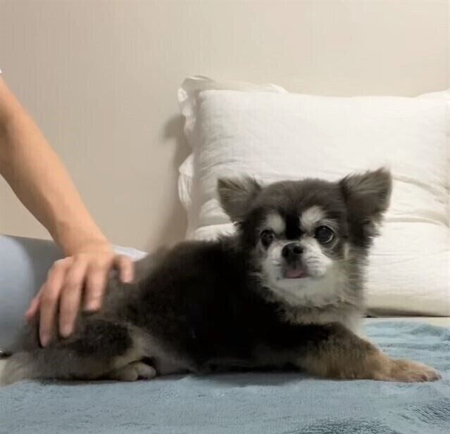 ドライヤーで乾かされるチワワ