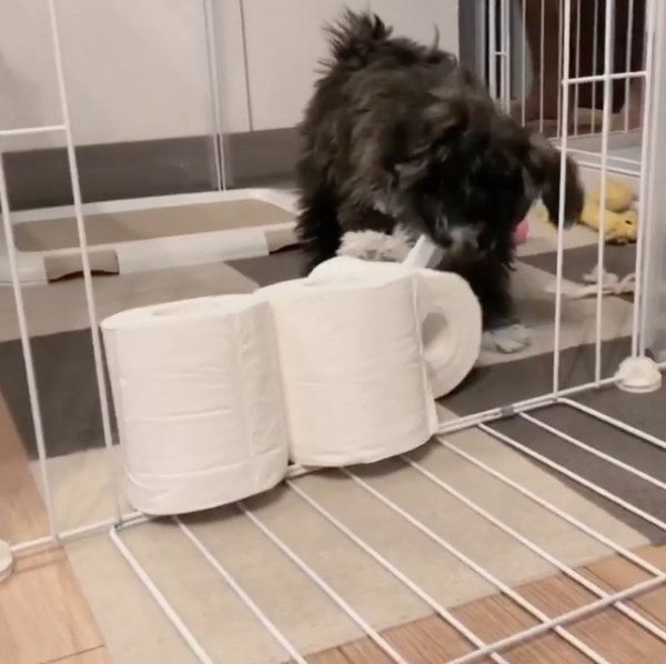 「トイレットペーパーチャレンジ」に挑戦するうにちゃん