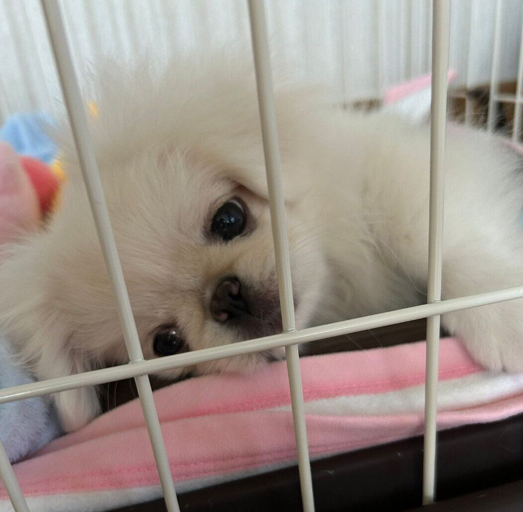 お迎えして2日目のぺっぺちゃん