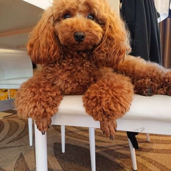 くつろぐトイ・プードル