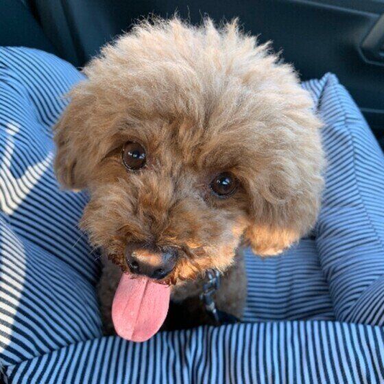 トイ・プードル・ゆずちゃん・舌を出す