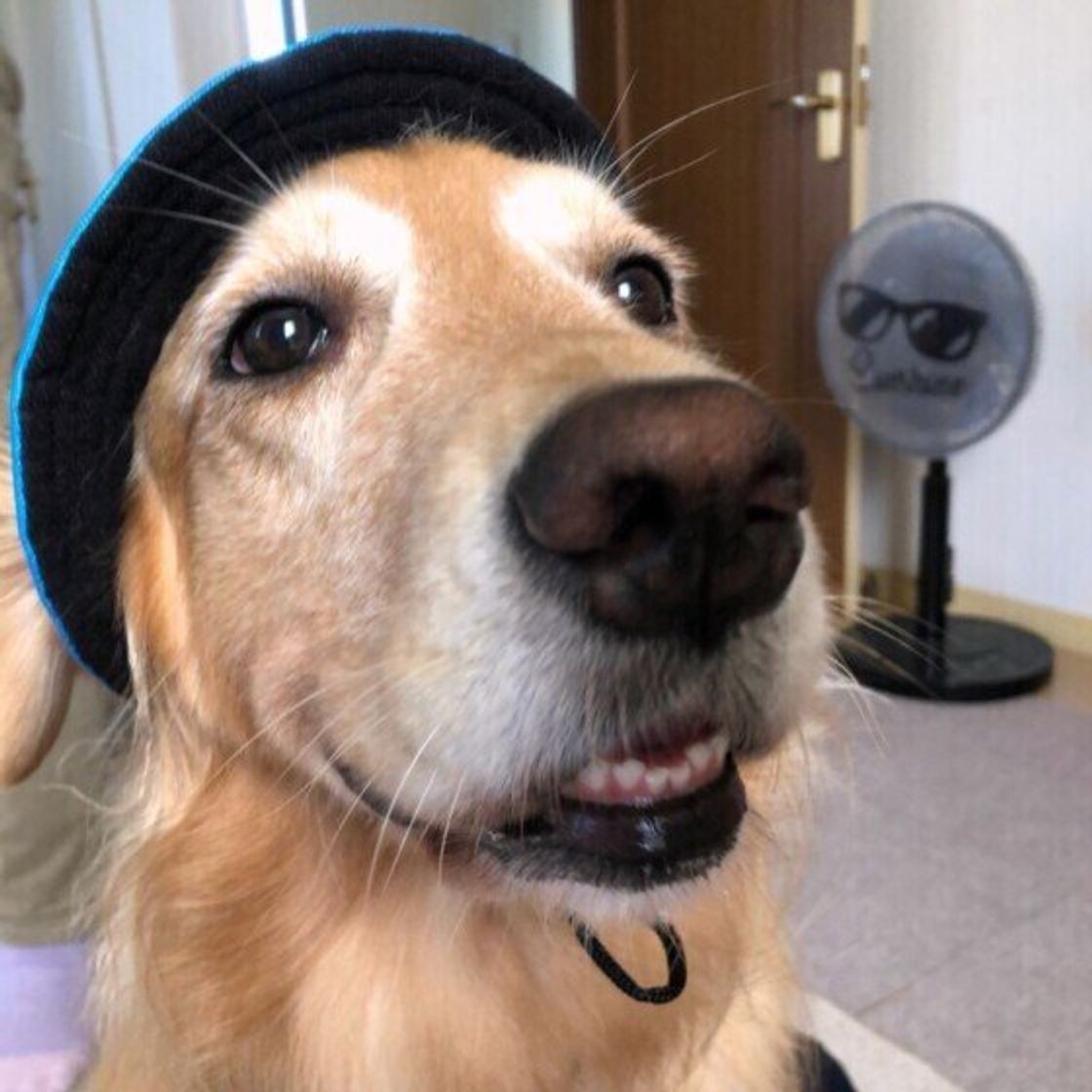 犬と他の動物 の多頭飼い飼い主さんが明かす 生活の リアル いぬのきもちweb Magazine 犬と他の動物 の多頭飼い飼い主さんが明かす 生活の リアル いぬのきもちweb Magazine