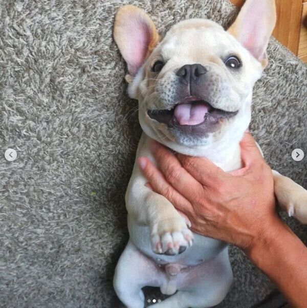 寝転がる桜丸くん