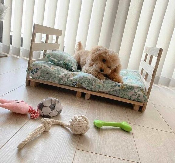 ベッドで遊ぶ犬(オス)