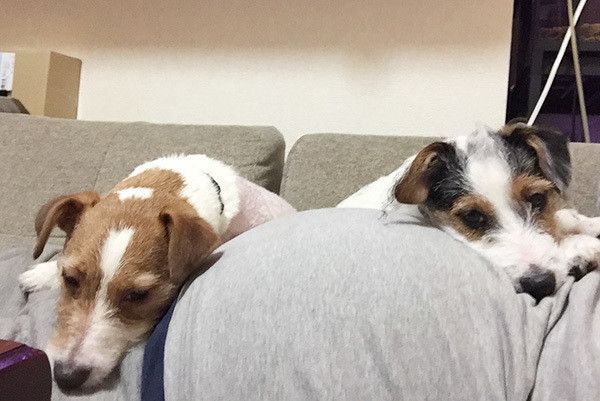 眠るジャック・ラッセル・テリア