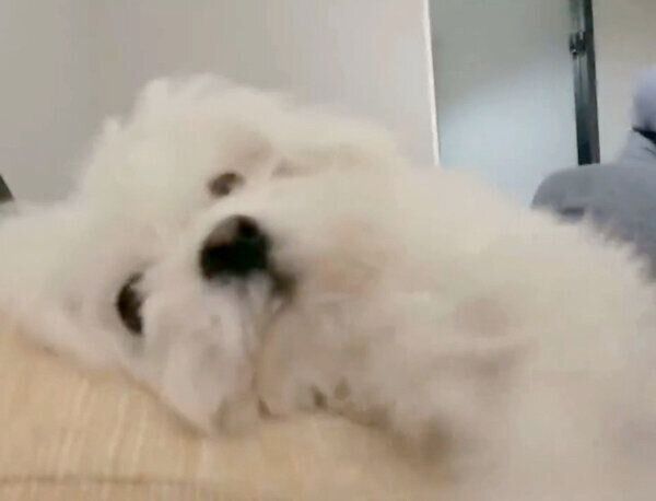 飼い主さんのことを起こすわむうくん