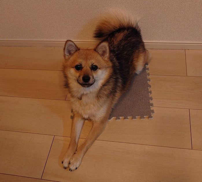 カーペットの上でくつろぐおこげちゃん