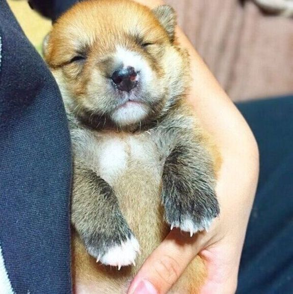 子犬時代の福くん