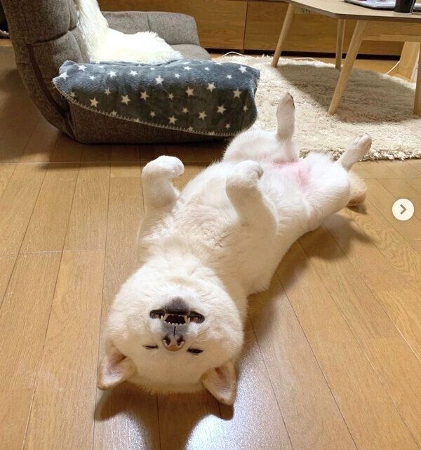 ヘソ天するゆきちゃん