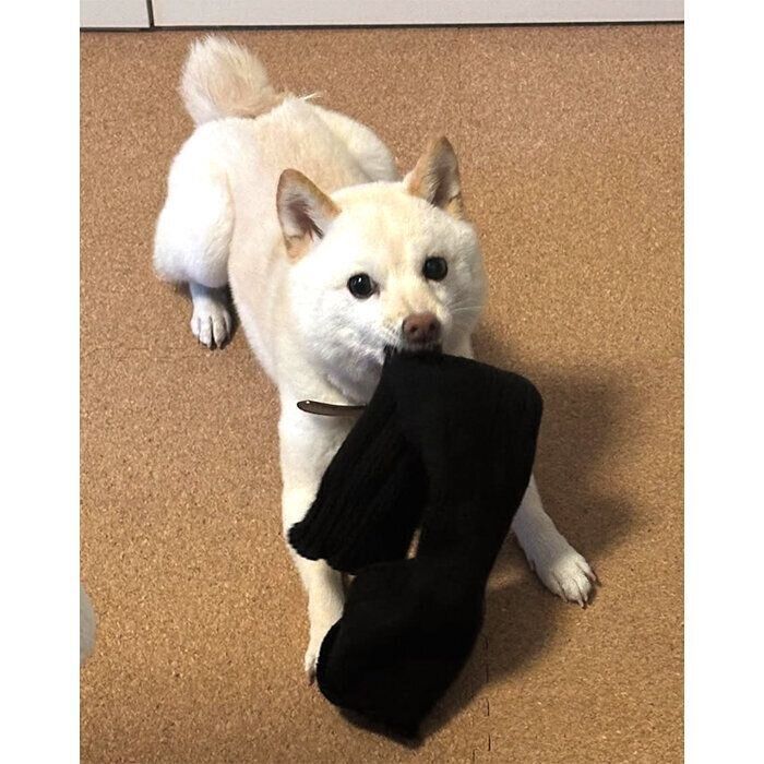 レッグウォーマーを離さないボスくん