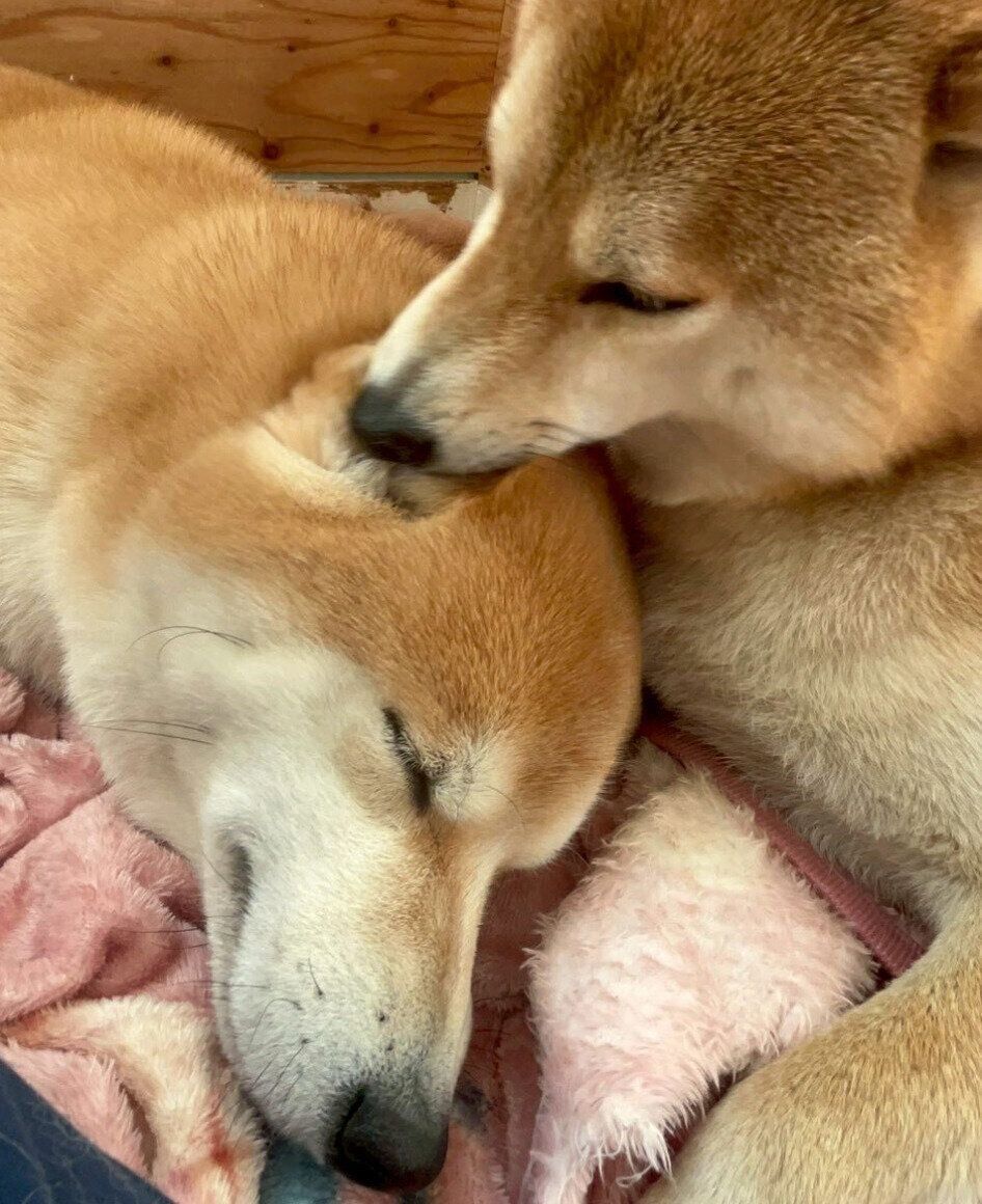 福くんのことをなめる禄くん