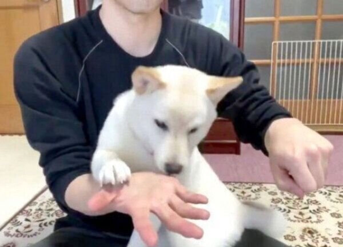 おやつはどっち 自信満々に答えるも 不正解だったときの柴犬のリアクションが可愛い いぬのきもちweb Magazine おやつはどっち 自信満々に答えるも 不正解だったときの柴犬のリアクションが可愛い いぬのきもちweb Magazine