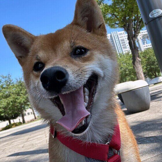 わがままな犬ってどんな犬？ 愛犬をわがままにさせない接し方とは？ いぬのきもち