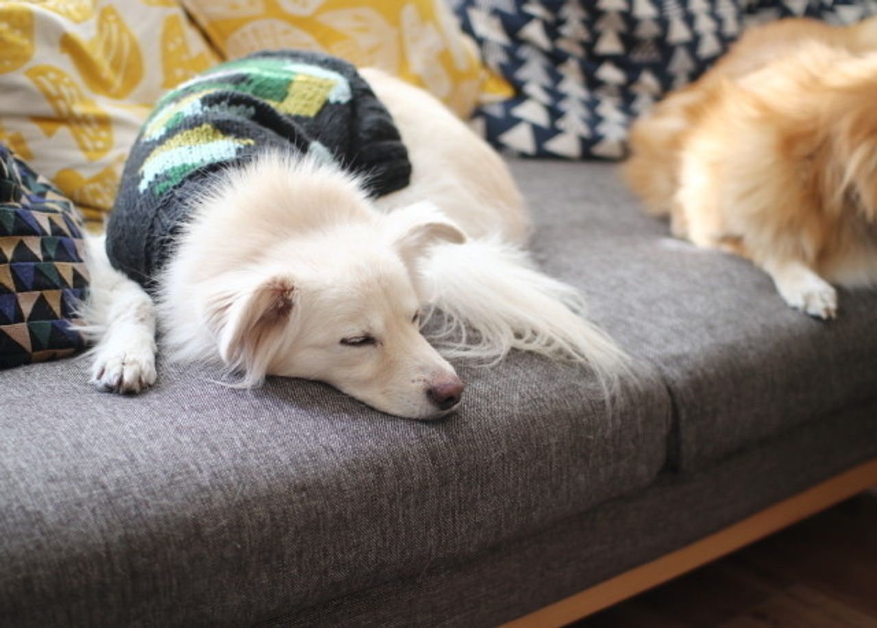 テーブルに登らない わが家流の しつけ 穴澤賢の犬のはなし いぬのきもちweb Magazine テーブルに登らない わが家流の しつけ 穴澤賢の犬のはなし いぬのきもちweb Magazine
