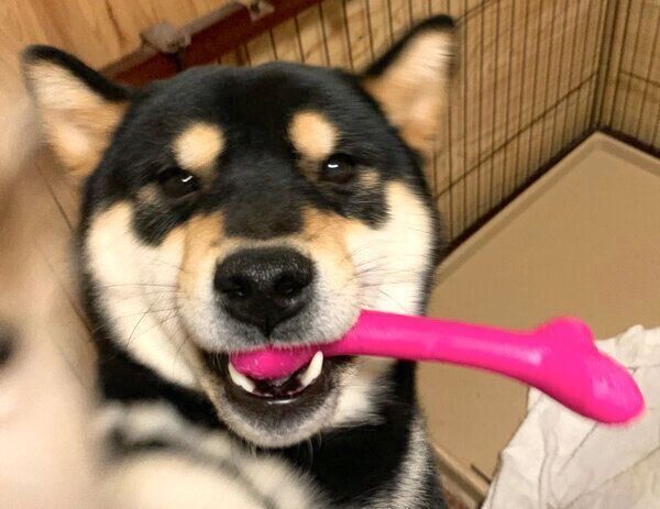 はしゃぐ澄くん