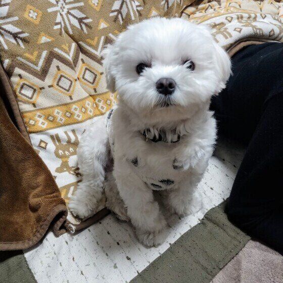 こたつの中でおならをしたソイくん