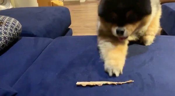 おやつに手が届かないたろ吉ちゃん