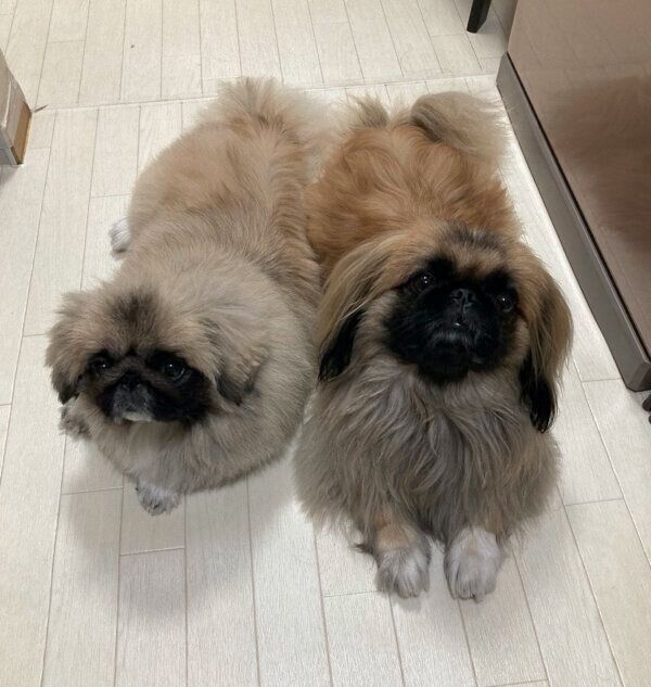 見つめるくま吾郎くん、ぽん太郎くん