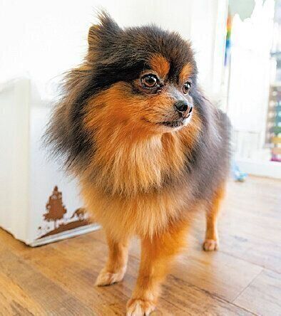 ジャズくん（推定１才）は、個人宅で30頭という多頭飼育崩壊現場からレスキューされました