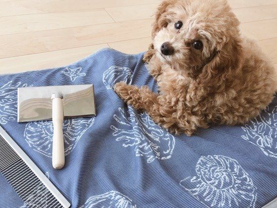 T.プードル・リクくん・日々のお手入れ