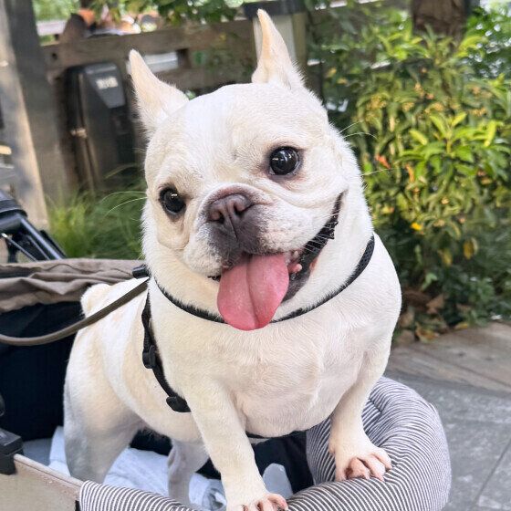 カートでお出かけ中のフレンチ・ブルドッグ