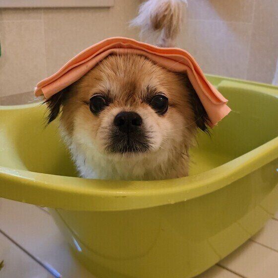 チベタン・スパニエルのポンちゃんのお風呂