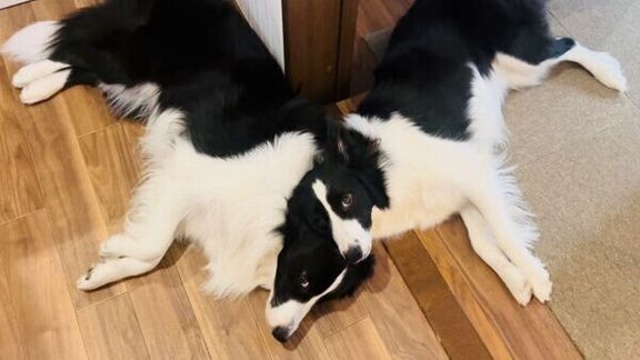 仲良く眠るチロルくんとノエルちゃん