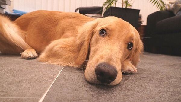 くつろぐゆずちゃん