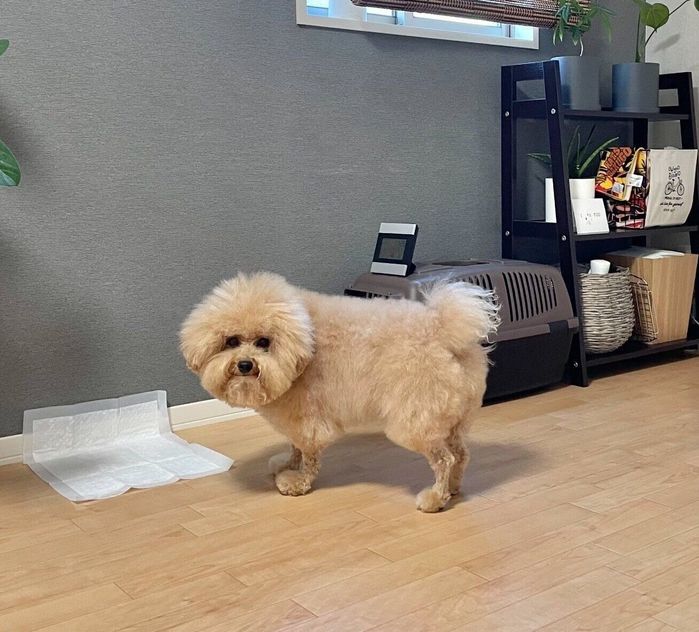 「今からおしっこするから見逃すなよ」と飼い主さんにアピールするようなポテチくん