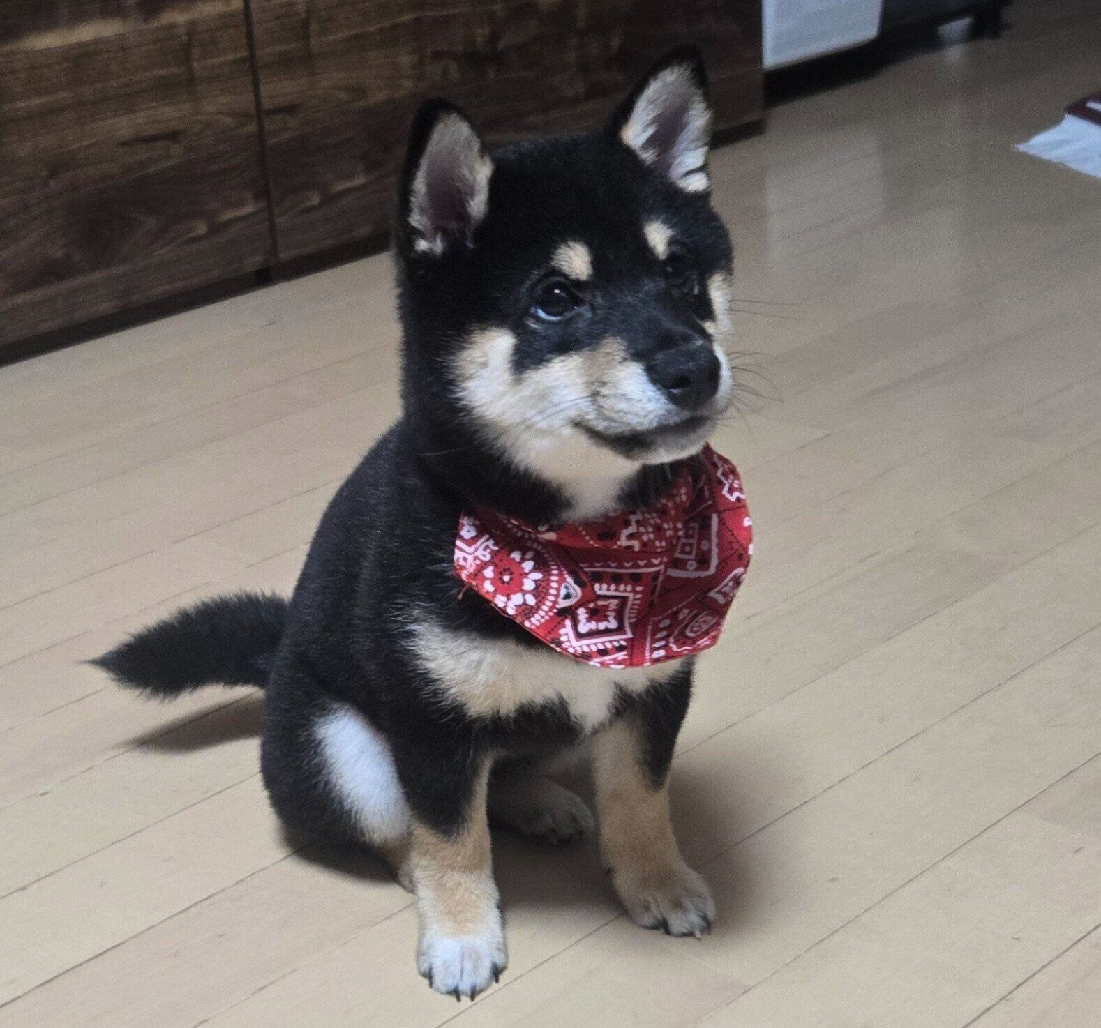 オスワリするつむぎちゃん