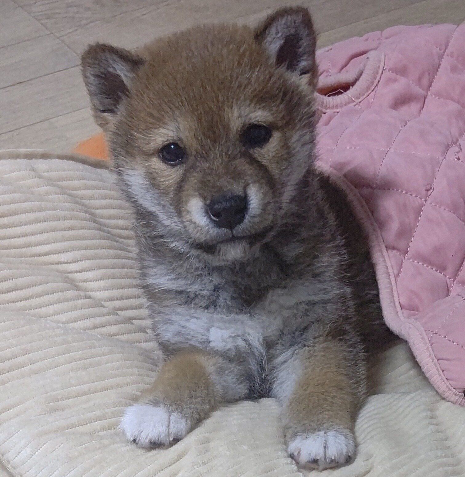 生後2カ月のころに撮影したらんたろうくん