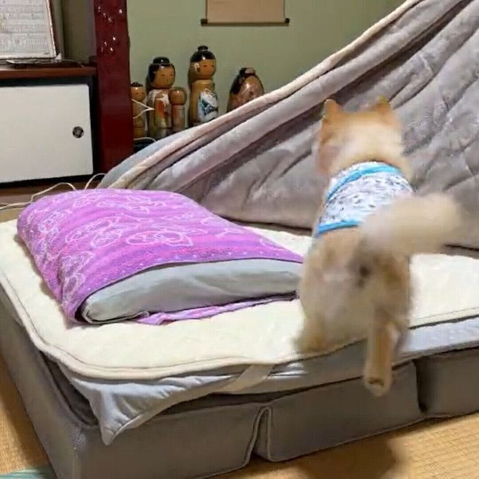 お布団に向かうポメちゃん