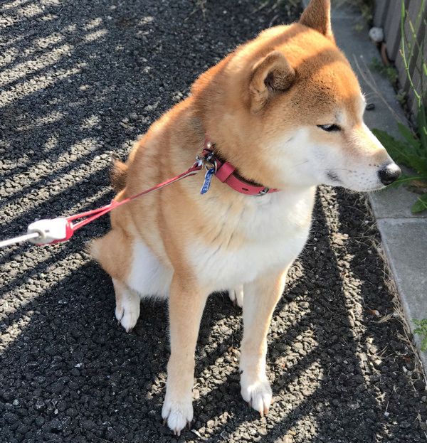 拒否犬ストラップ