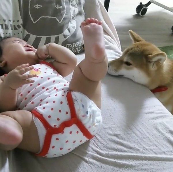 赤ちゃんと柴犬