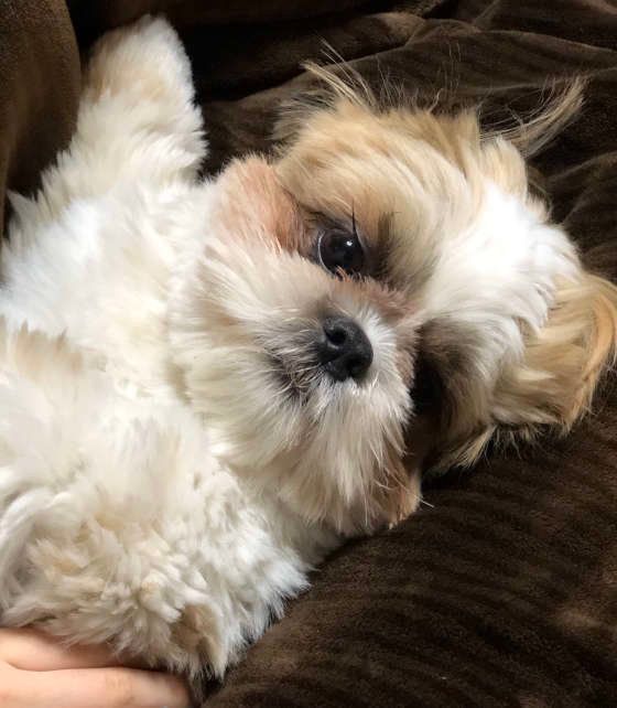 カメラ目線のシー・ズーのじゅん