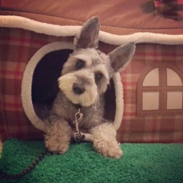 見つめるミニチュア・シュナウザー