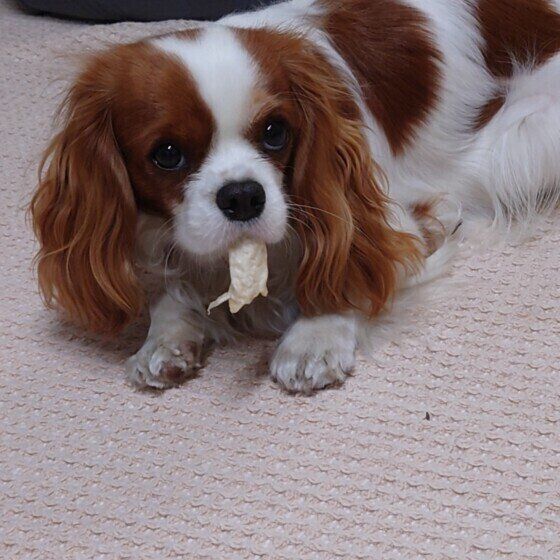 おやつを咥えるキャバリア・キング・チャールズ・スパニエルのベルちゃん
