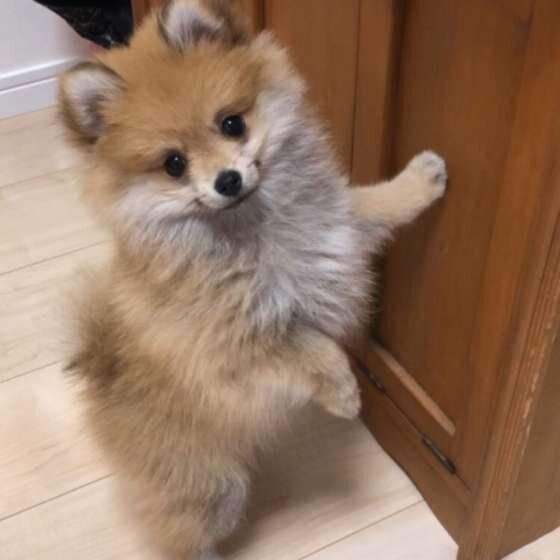見つめるポメラニアン
