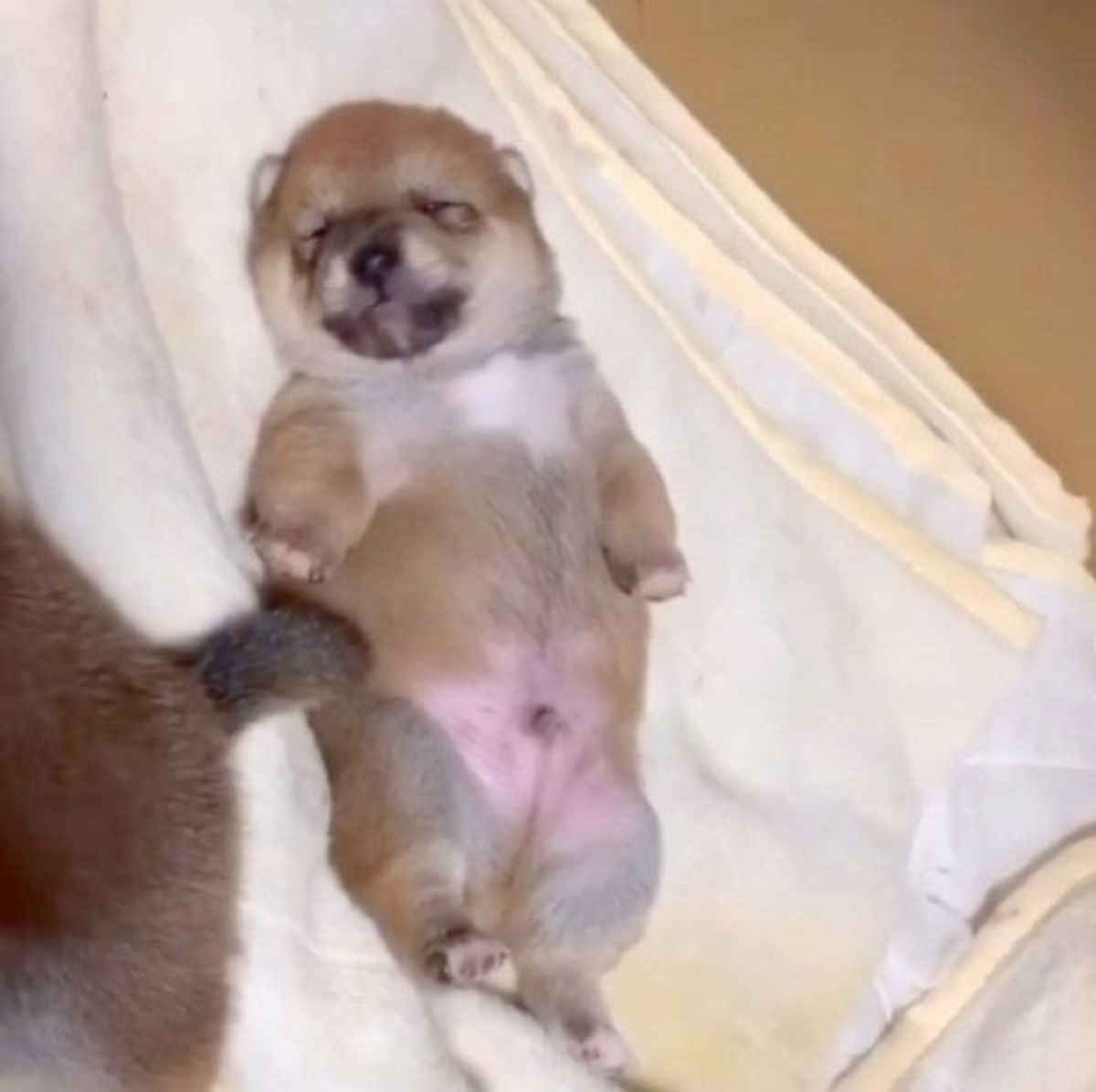 なぜか 天ぷら に見えてくる 笑 子犬がピチピチ動く動画に悶絶 いぬのきもちweb Magazine なぜか 天ぷら に見えてくる 笑 子犬がピチピチ動く動画に悶絶 いぬのきもちweb Magazine