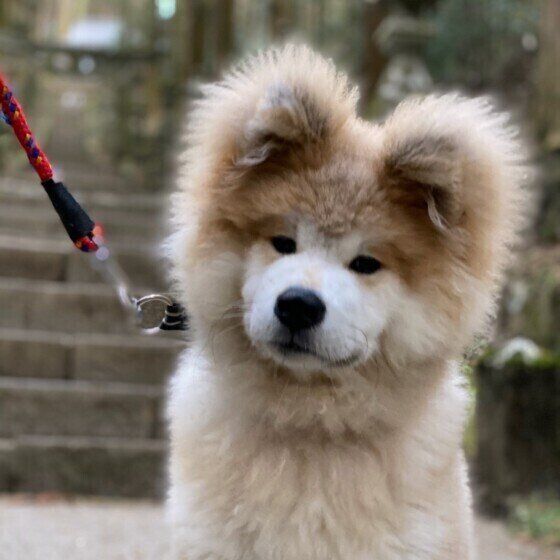 見つめる秋田犬