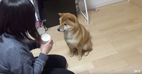 シャッフルゲームに挑戦する柴犬