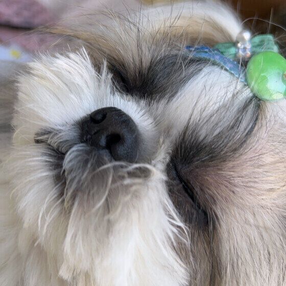 シー・ズーの竜愛ちゃん