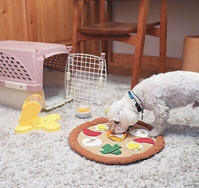 知育おもちゃで遊ぶ犬